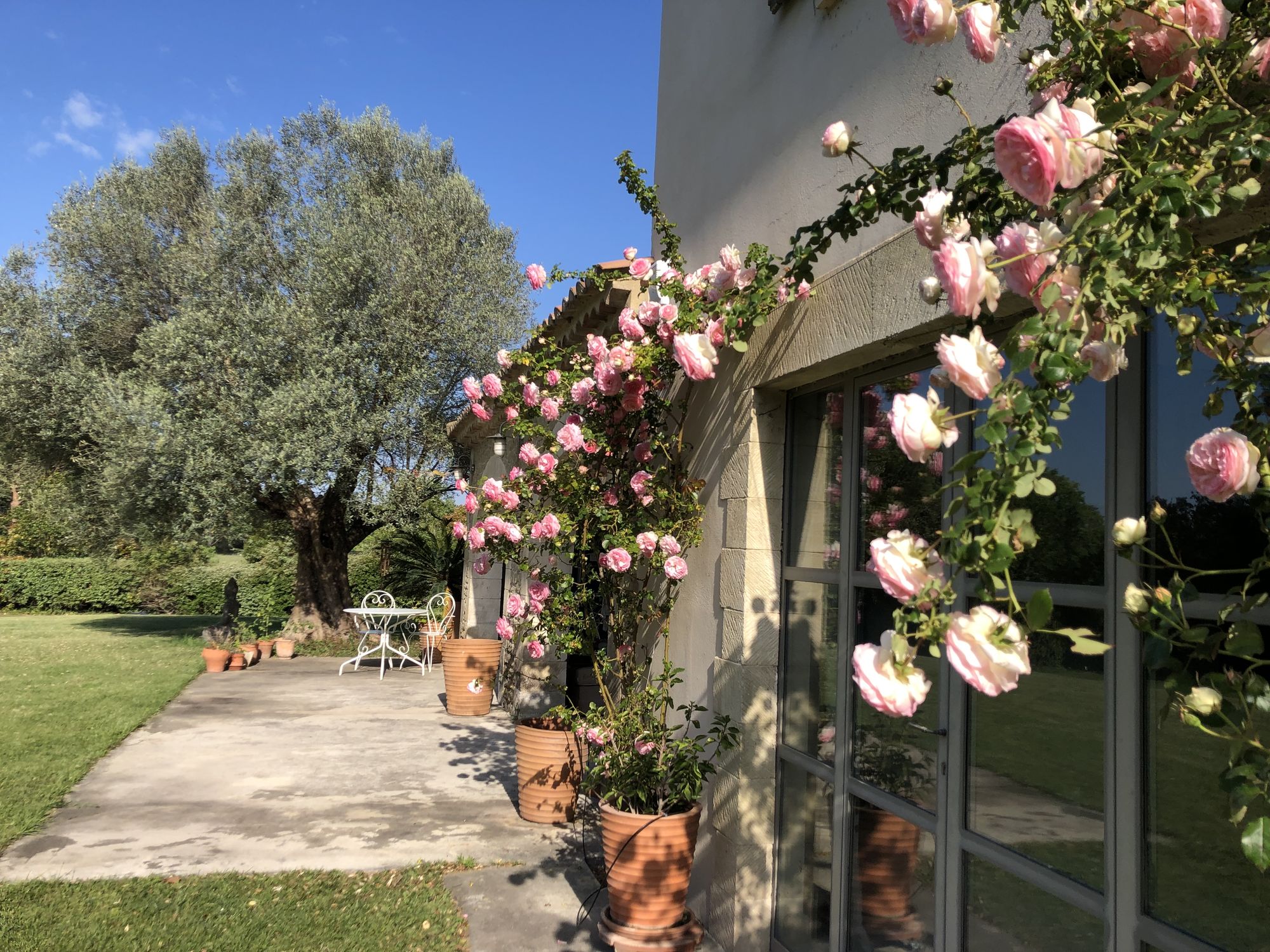 Roses grimpantes le long de la façade en pierre du mas